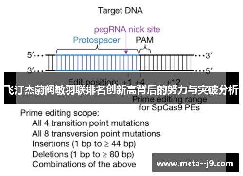 飞汀杰蔚阀敏羽联排名创新高背后的努力与突破分析 飞汀杰蔚阀敏羽联排名创新高背后的努力与突破分析